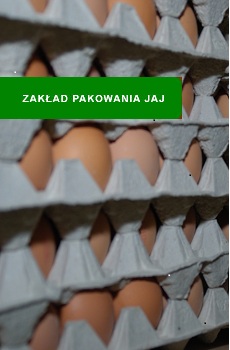 Sortowanie i pakowanie jaj